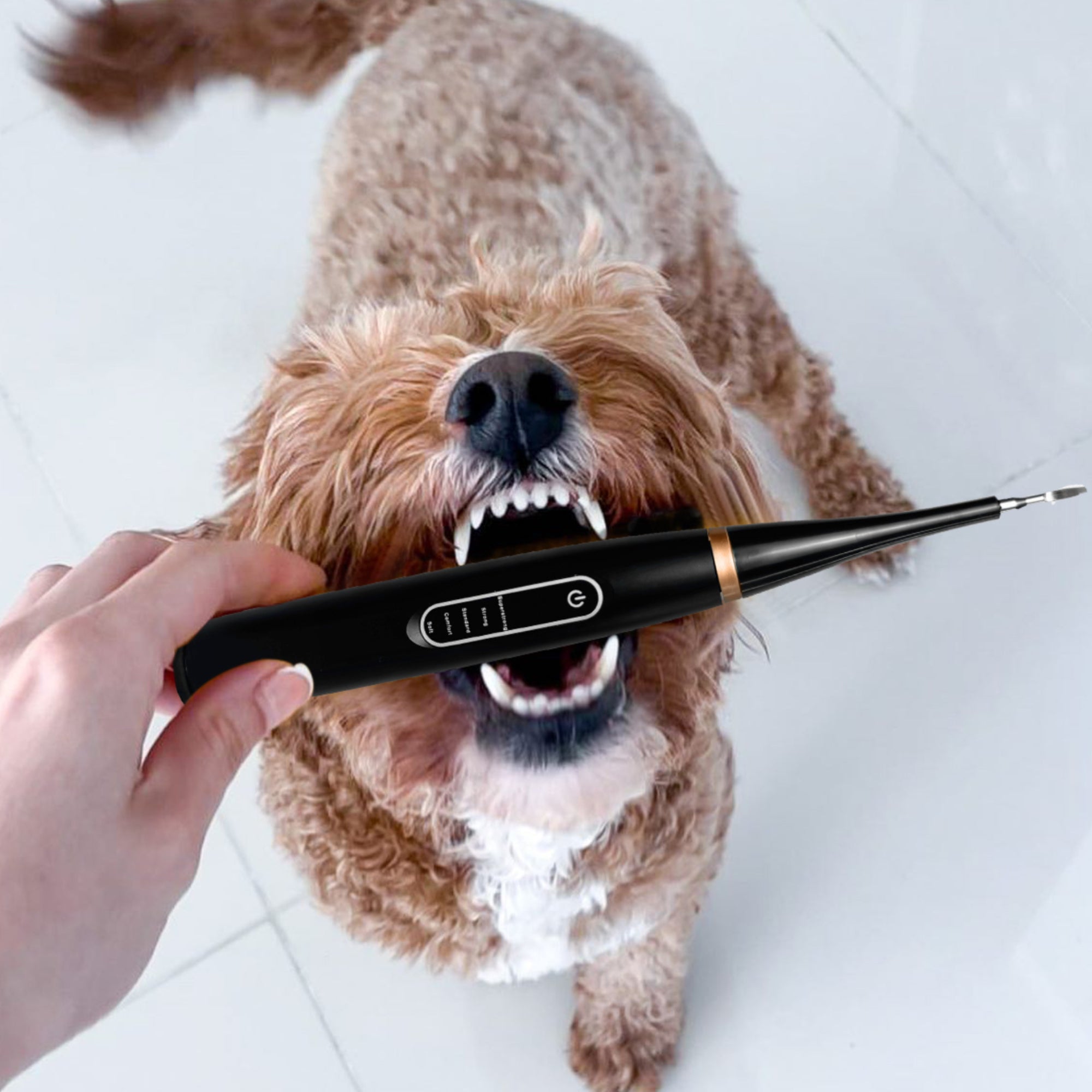 Kit Canident - Détartreur dentaire pour chien